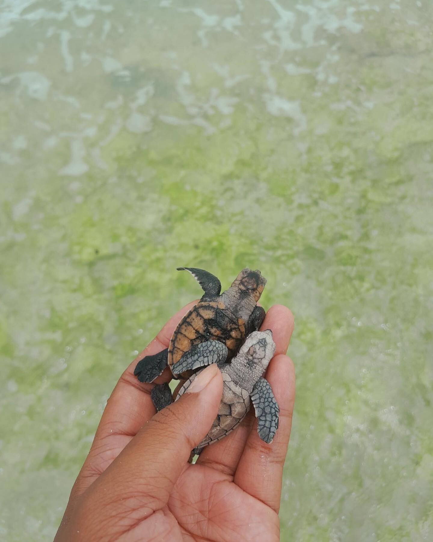 In 2022, we secured a grant from Irish Aid to conduct a comprehensive sea turtle population assessment in Northern Lau, Fiji, focusing on critically endangered hawksbill turtles and endangered green turtles, both known to forage and nest in the regio