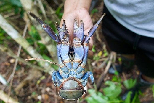 Coconut crabs can be found roaming the forest floor searching for dropped coconuts, which they crack open with their powerful pincers to feed upon. Coconuts crabs are the largest land arthropods and are indigenous to a few islands in the Pacific and 