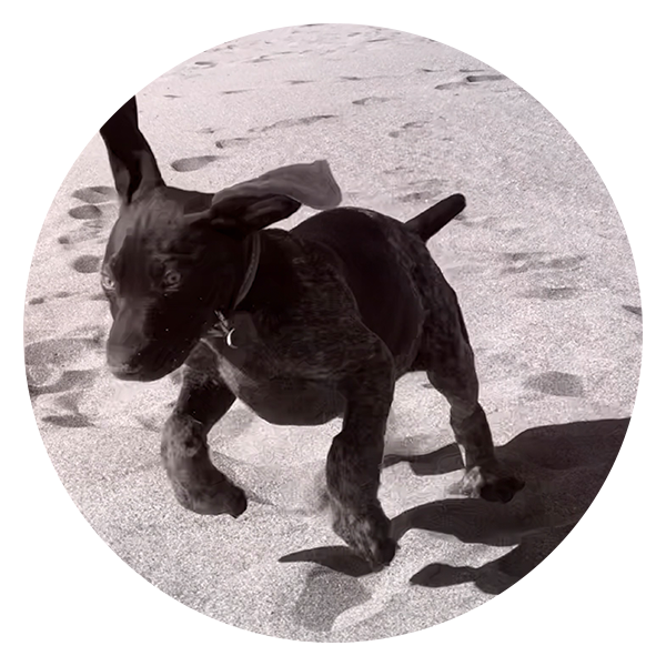 GusPart-time office dog in SF