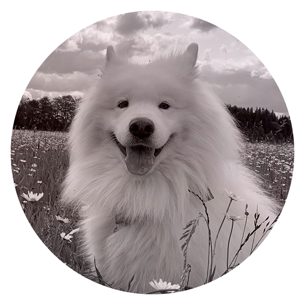 WowiPart-time office dog in Munich