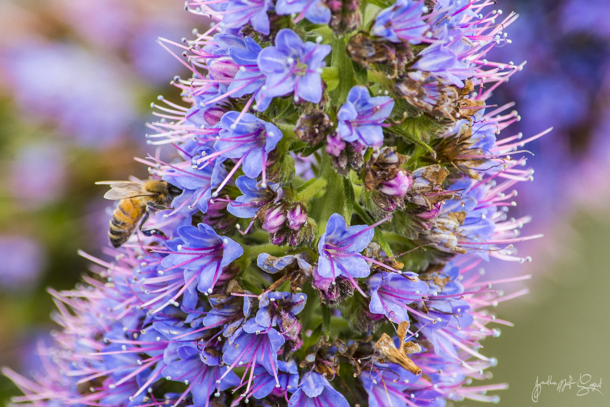 Bee in flower.jpg