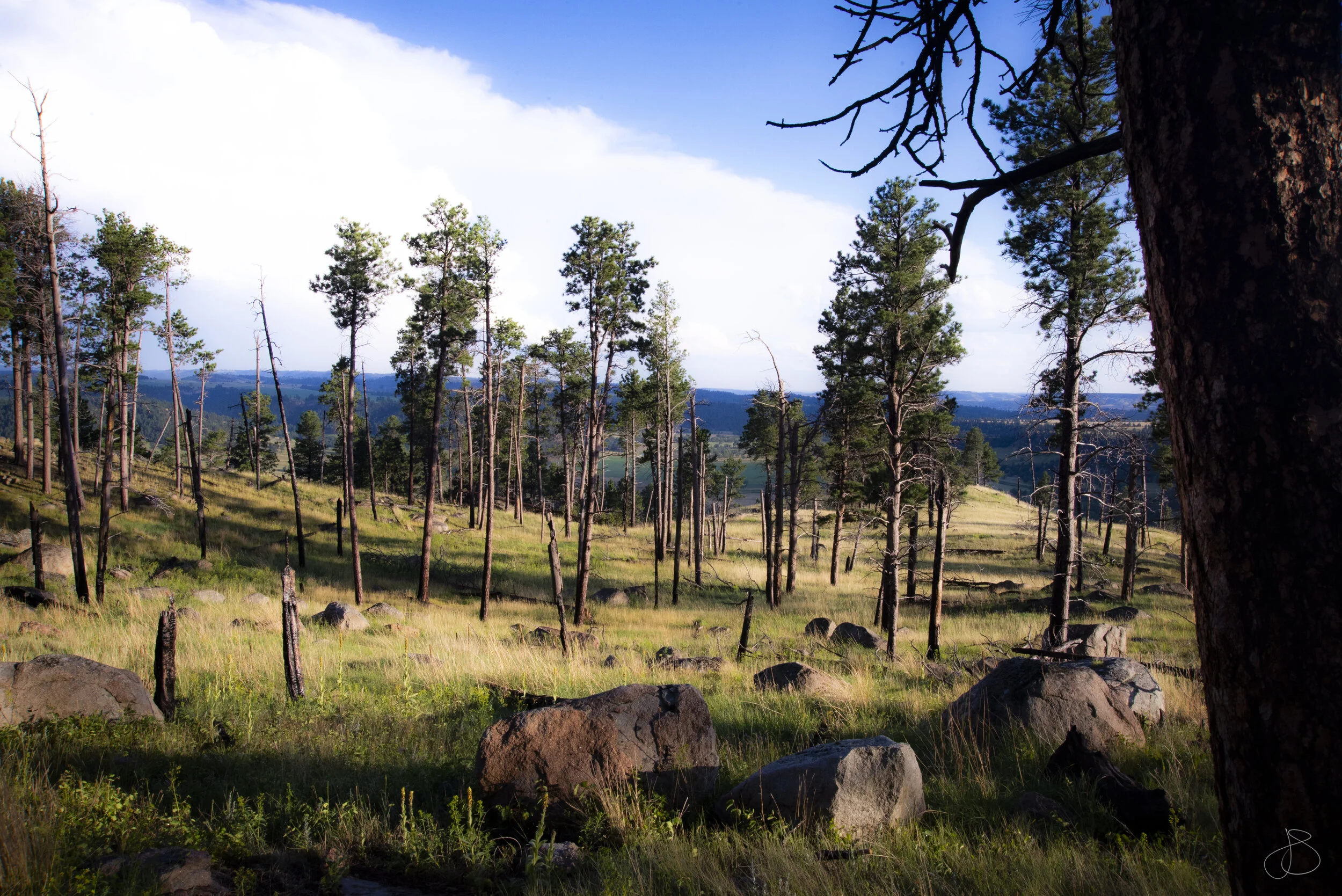 DSC_5859Landcape by DT.jpg