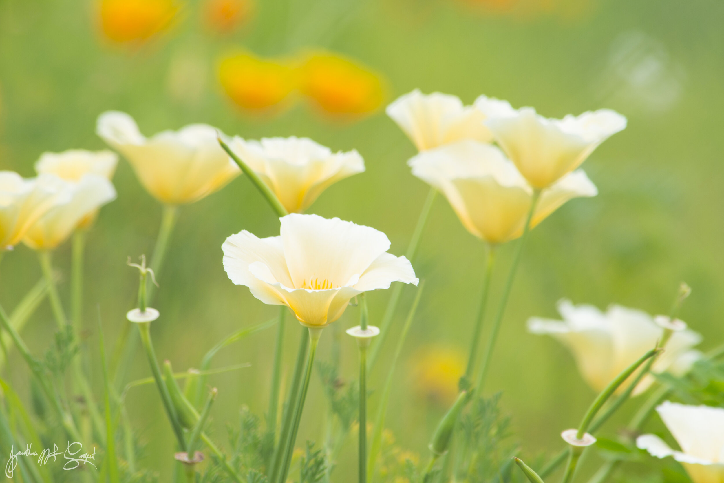Wild flowers 2.jpg