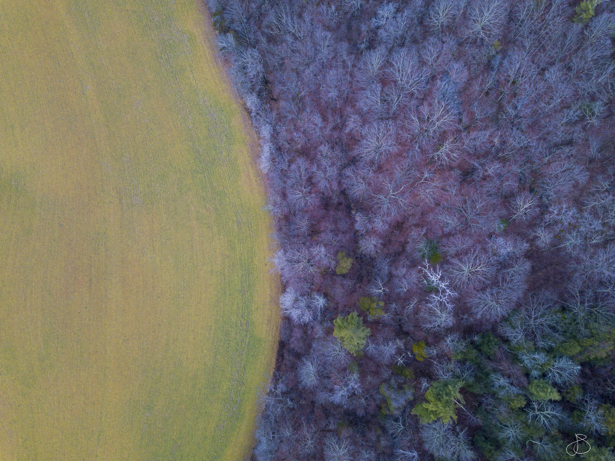 DJI_0029 field forrest.jpg