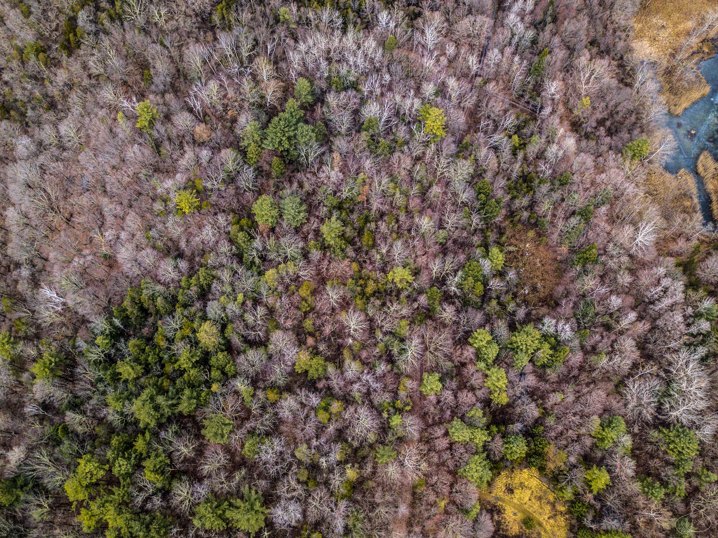 DJI_0027 aerial trees.jpg