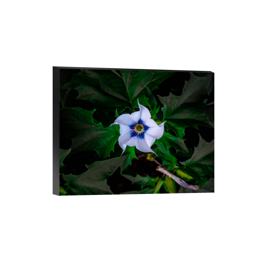 ptq_32_6_559_0_5590_4472_0_false_ffffff_0_0_.png