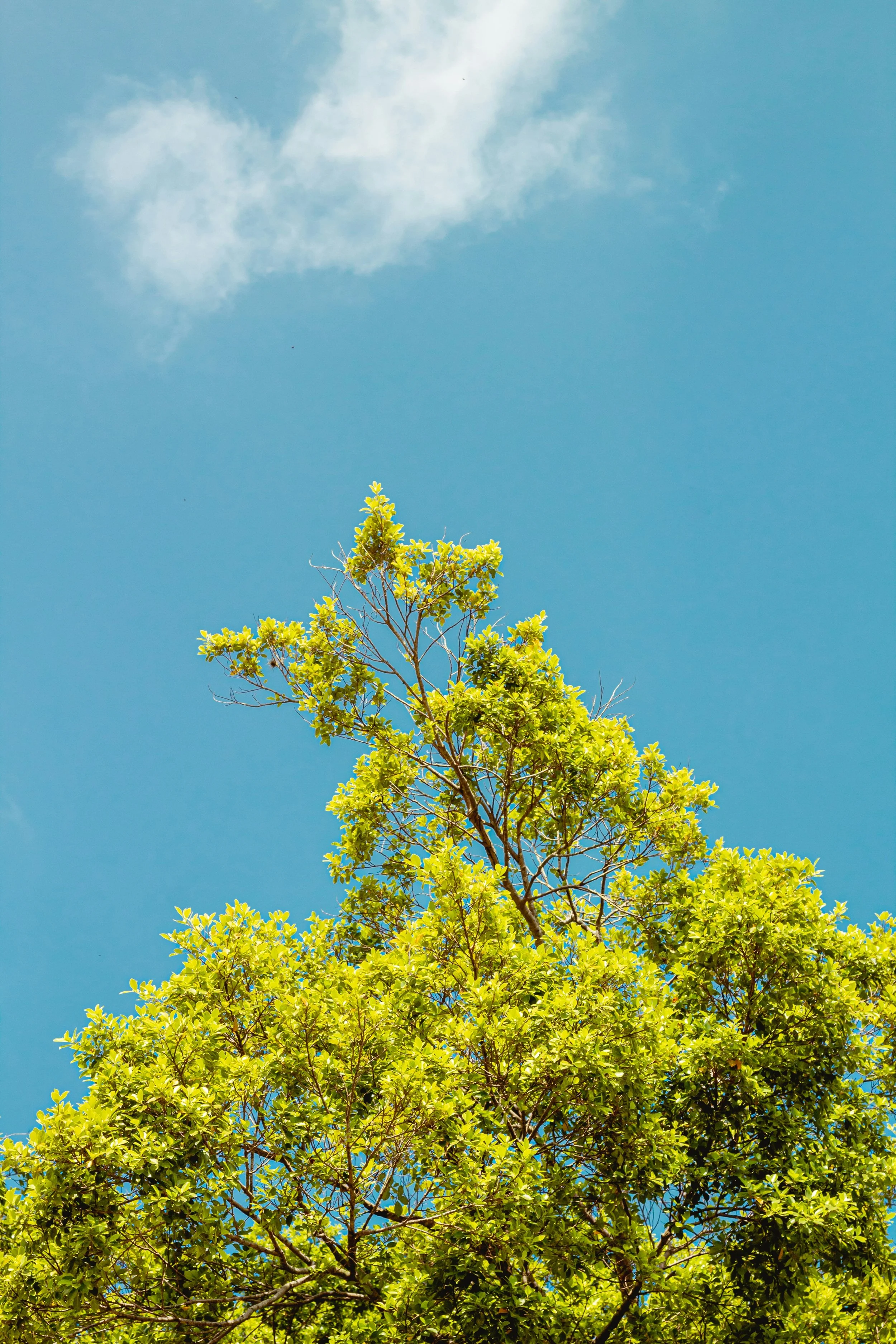 A view of a green tree with dense foliage against a bright blue sky with some white clouds.