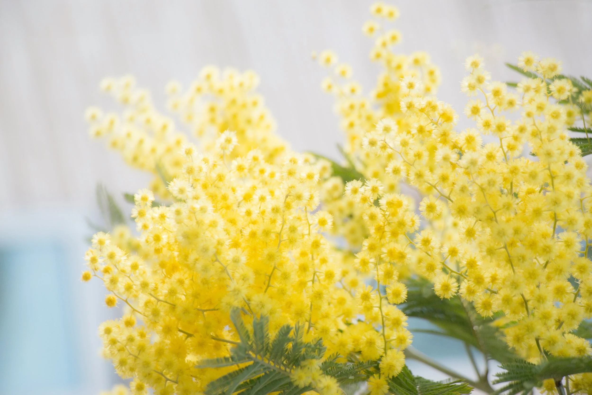 Close-up of bright yellow mimosa flowers with green leaves against a blurred background.