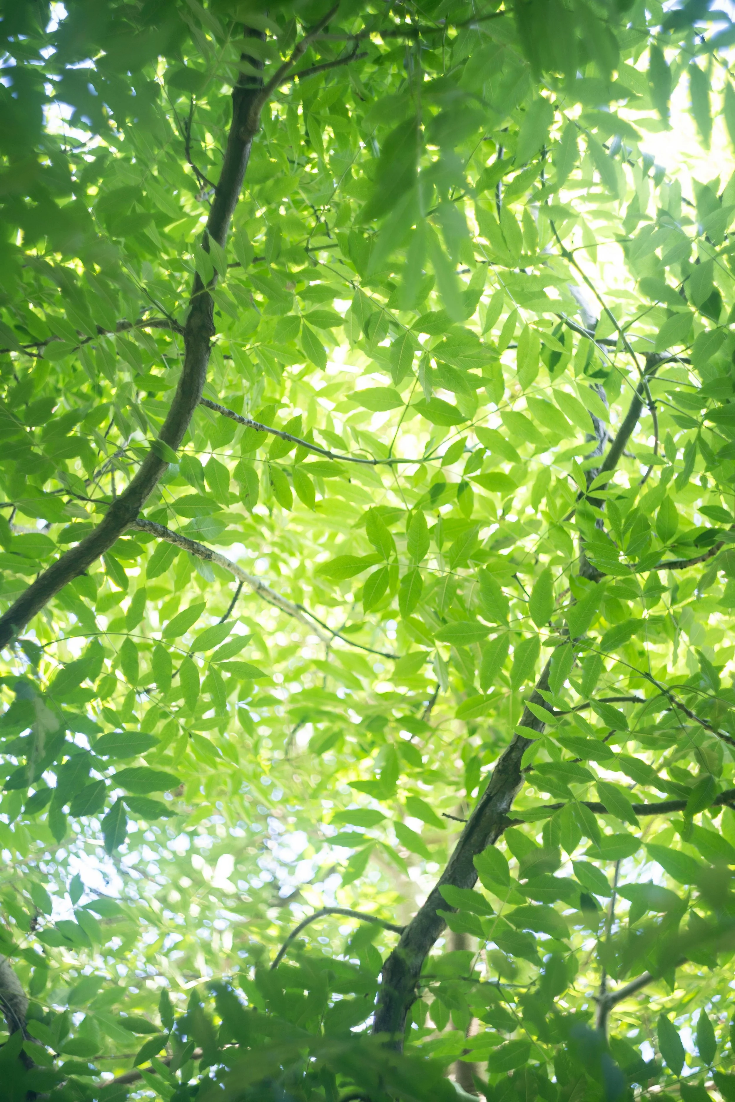 Tree branches with green leaves, sunlight filtering through the foliage.