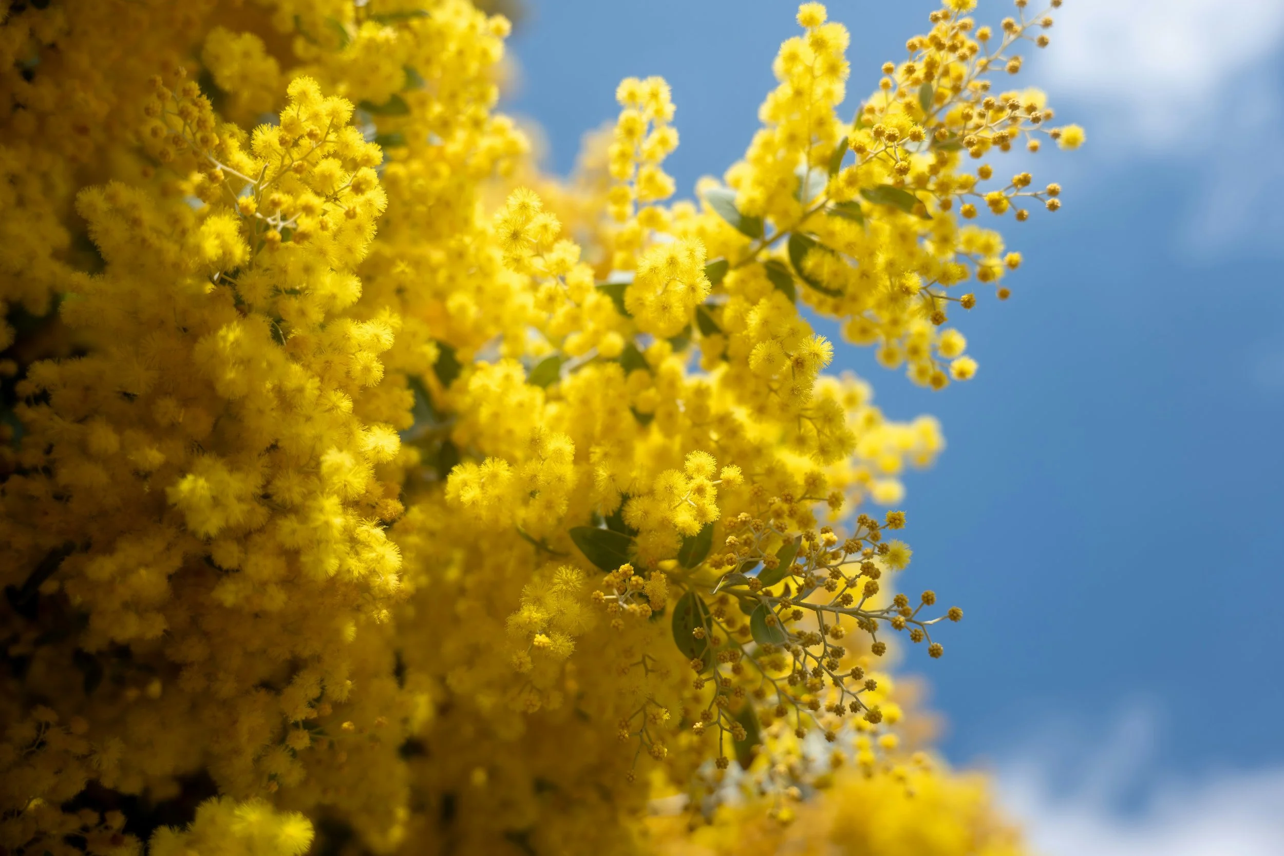 Close-up of yellow mimosa flowers against a blue sky.