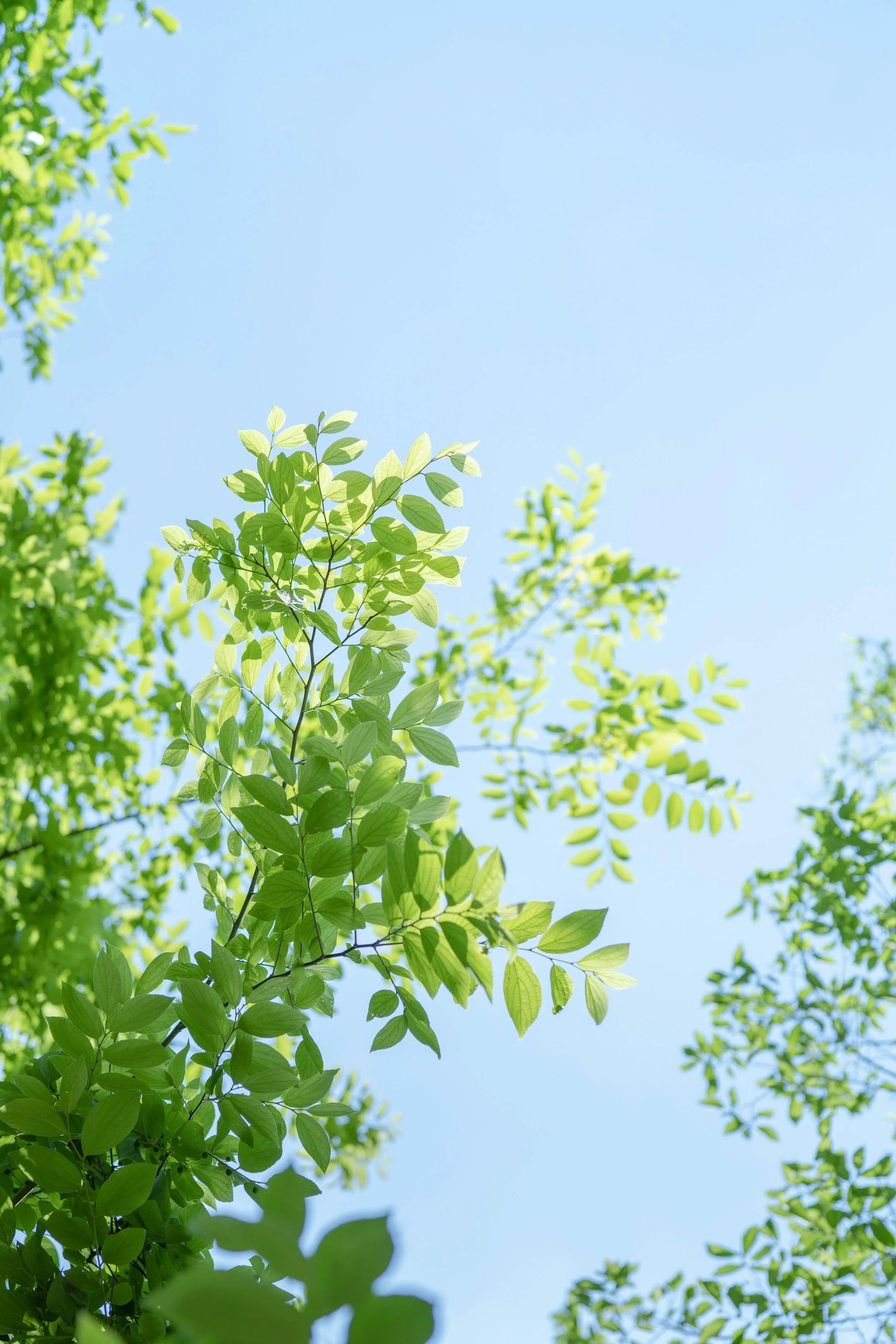 Green tree branches with leaves against a clear blue sky.