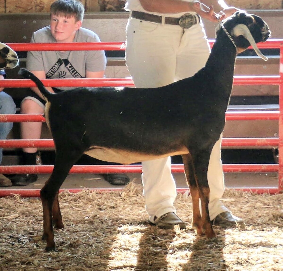 Dry Yearling