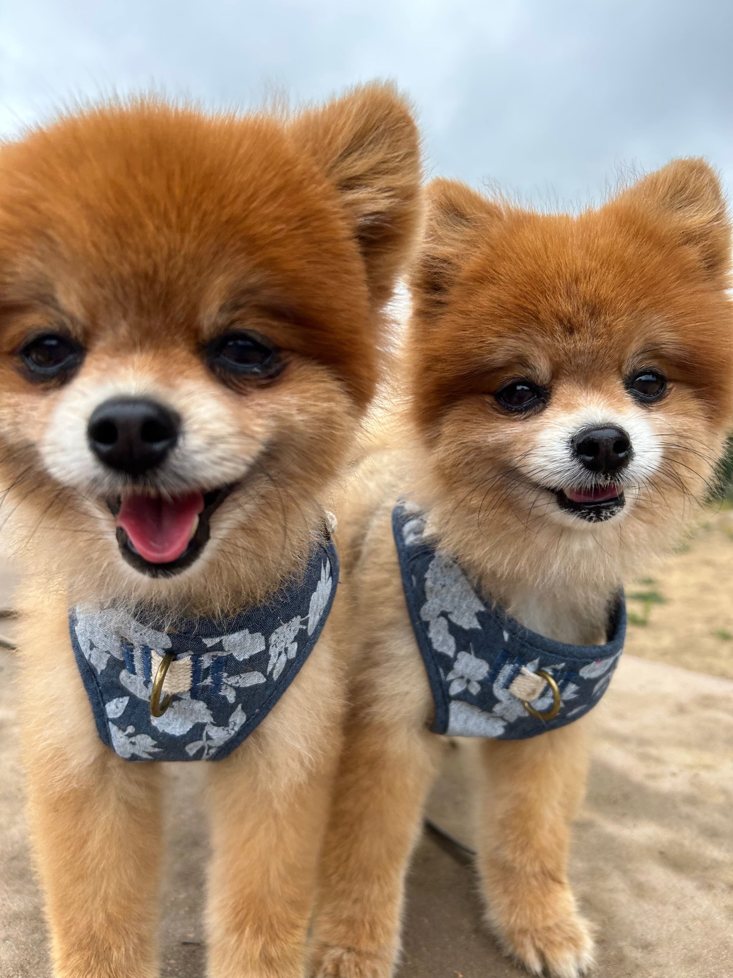 Understanding a Dog’s Nervous System: The Secret to Calming Aggression and Anxiety
