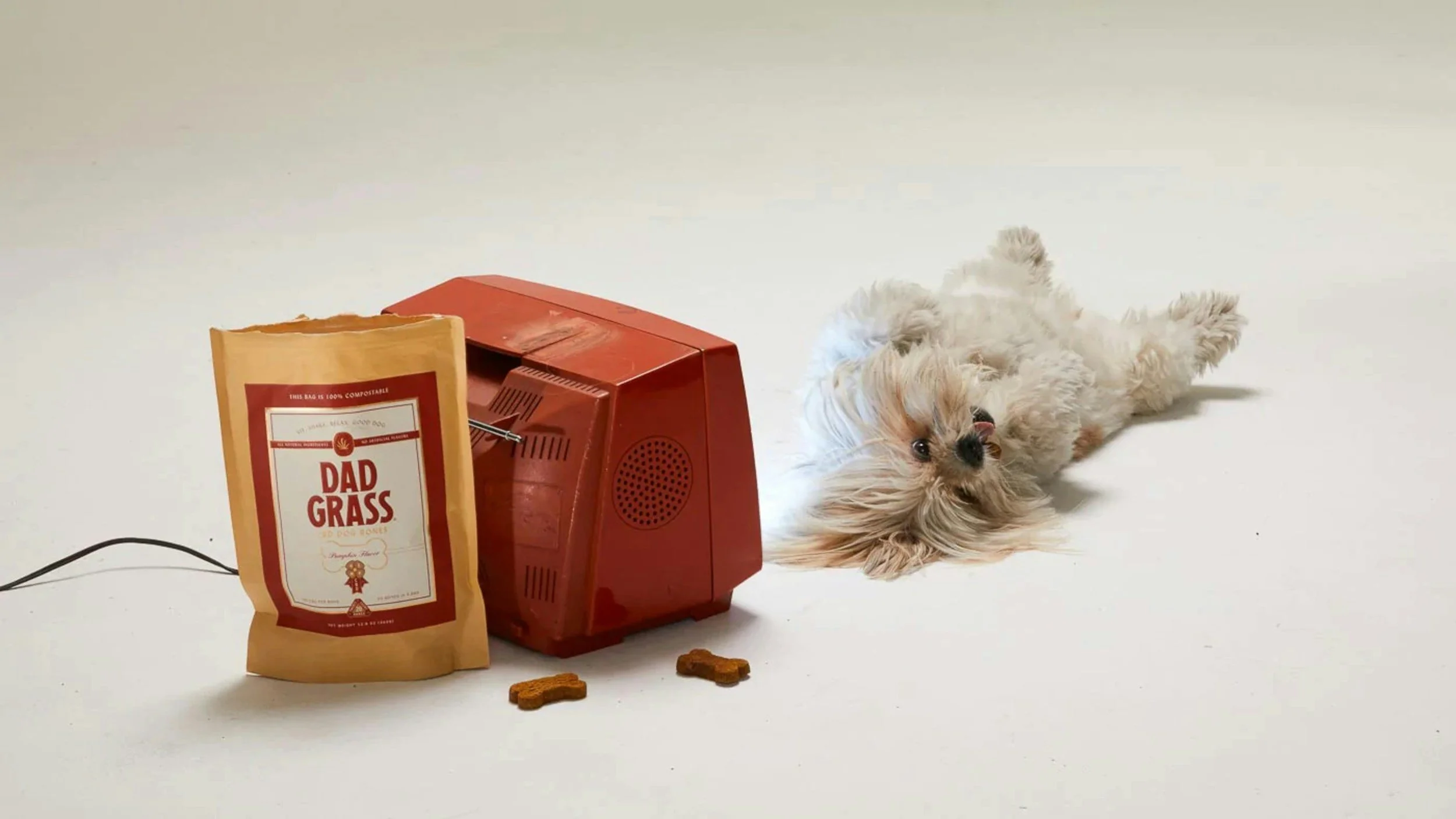 My Dog Ate a Box of Tea Bags at 9PM—Here’s the Call That Saved Me a Midnight Vet Visit