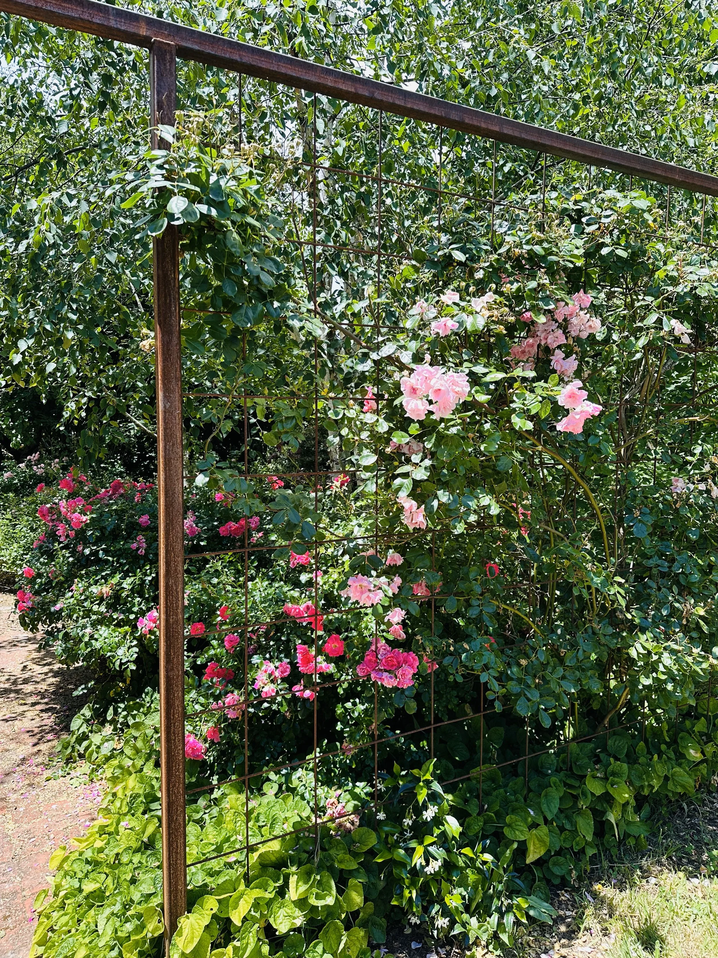 January Gardening Guide for Victoria, Australia