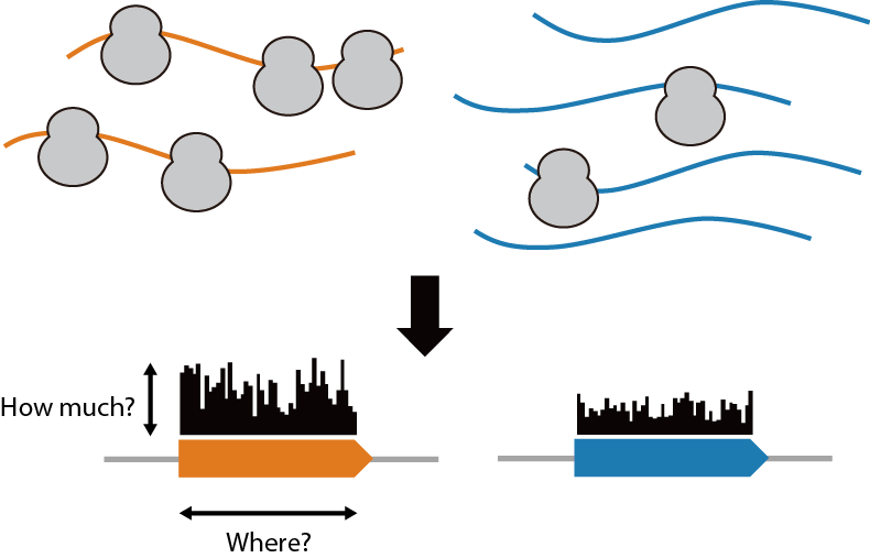 Chen Lab Ut Southwestern Medical Center