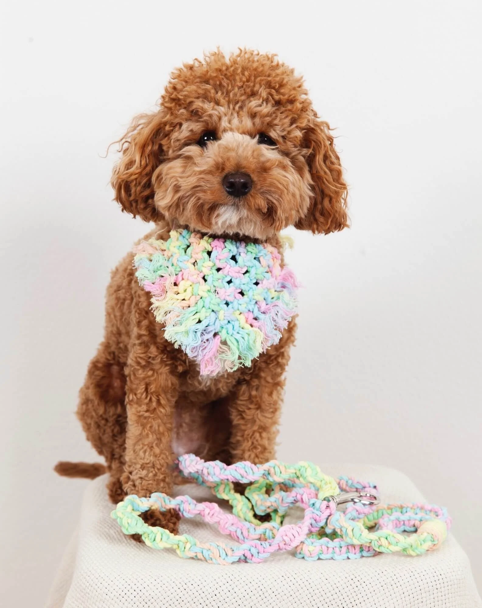 Perfect Pastel Puppy!