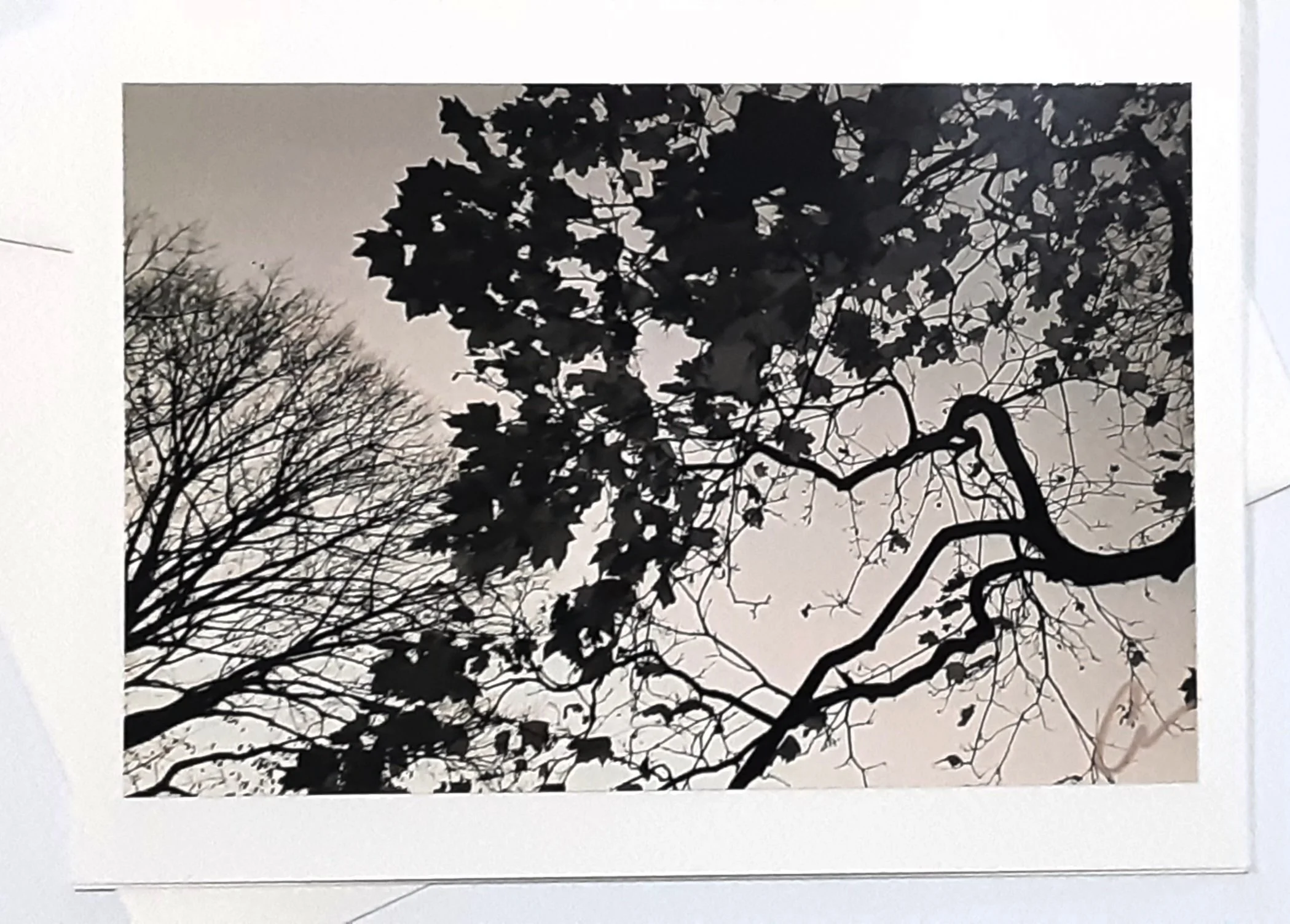 Tree Top Talk Trees Branches Sepia Leaves 20220601_220330.jpg