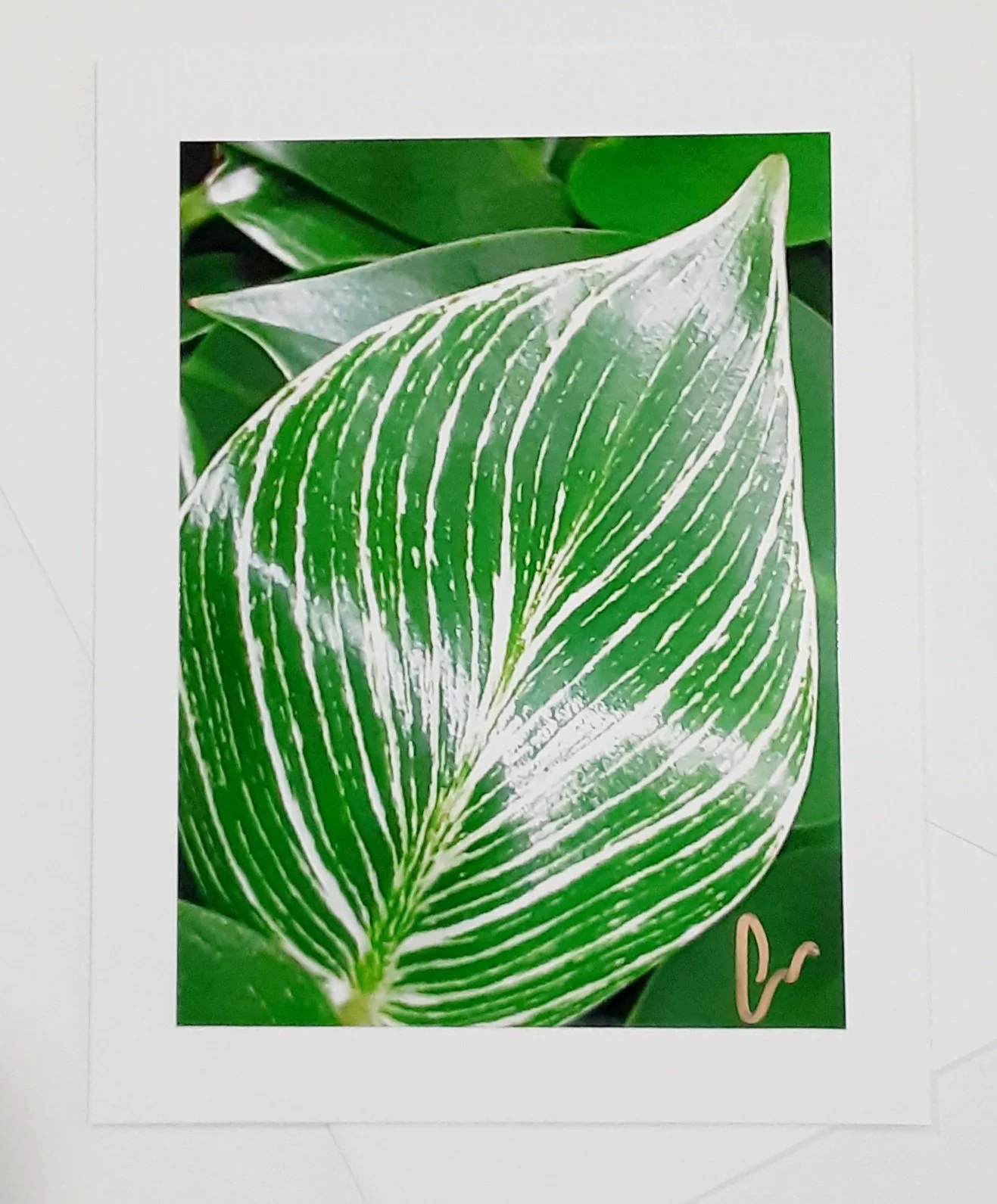 Shiny Green Leaf 20220601_220213.jpg