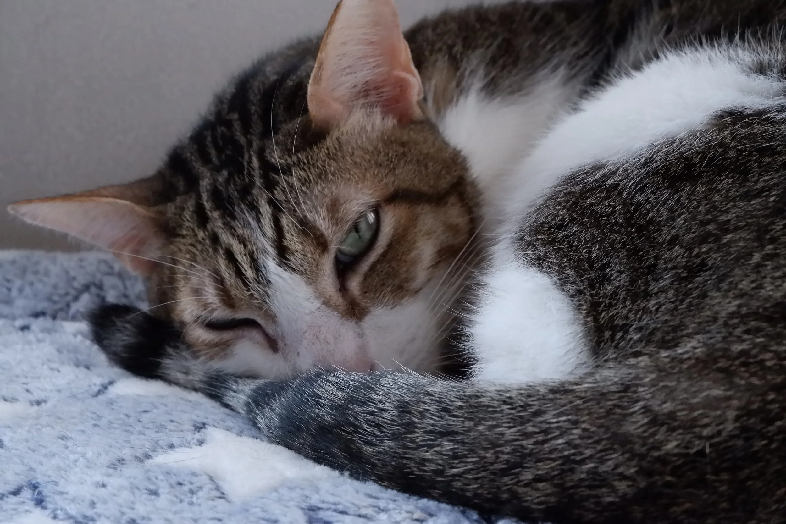 Cats - Through My Lens