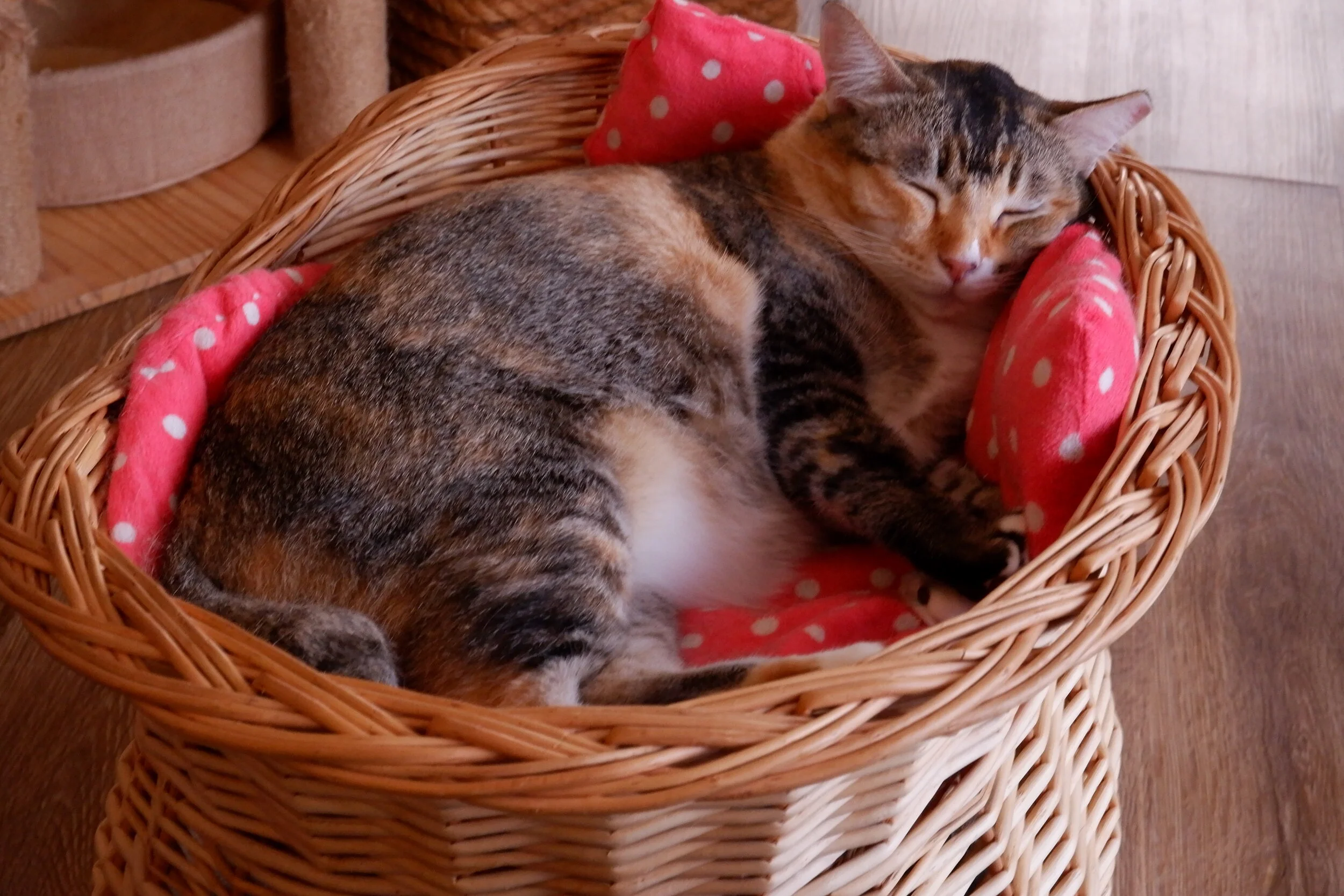 DSCF2480.JPG