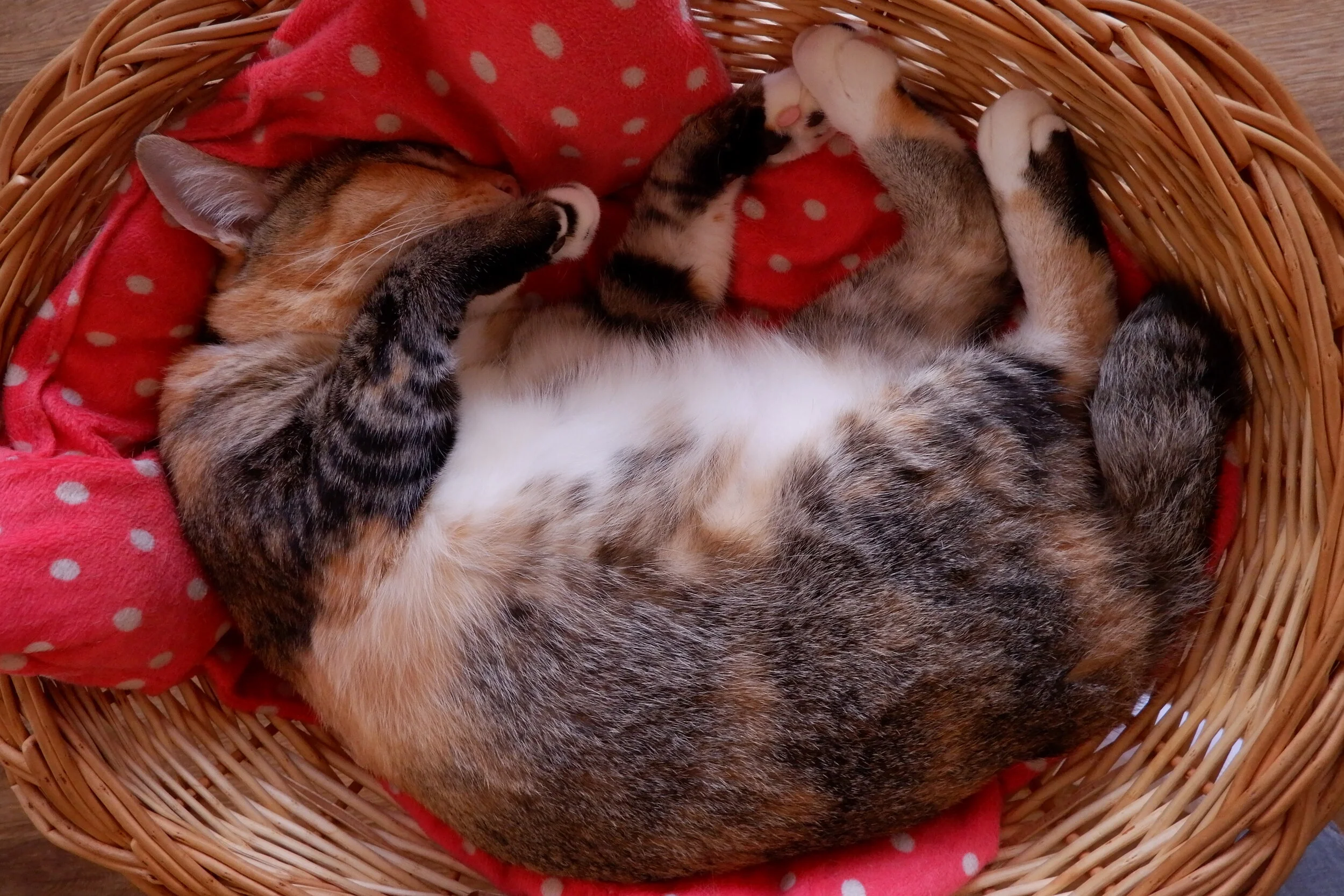 DSCF2472.JPG