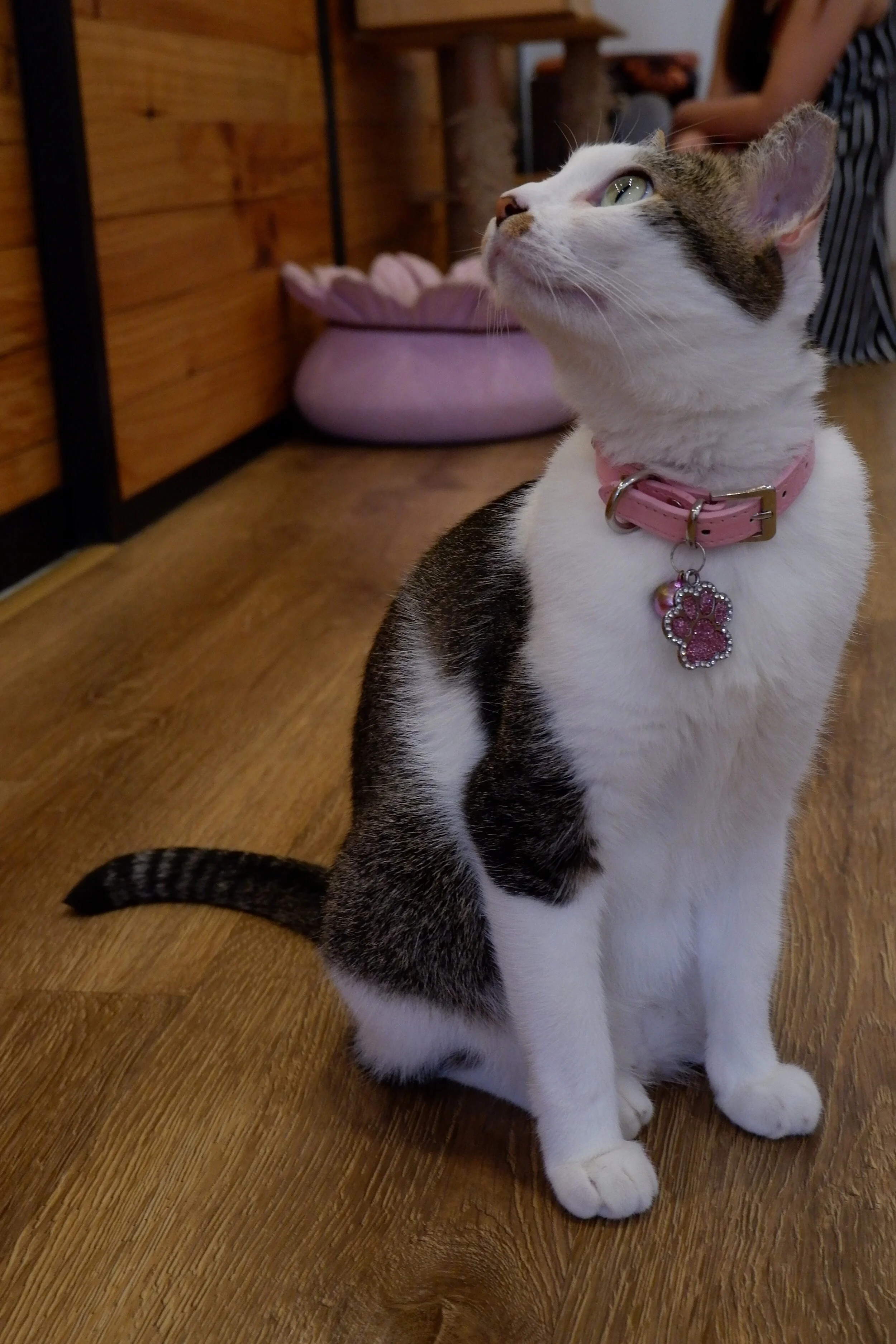 DSCF2400.JPG