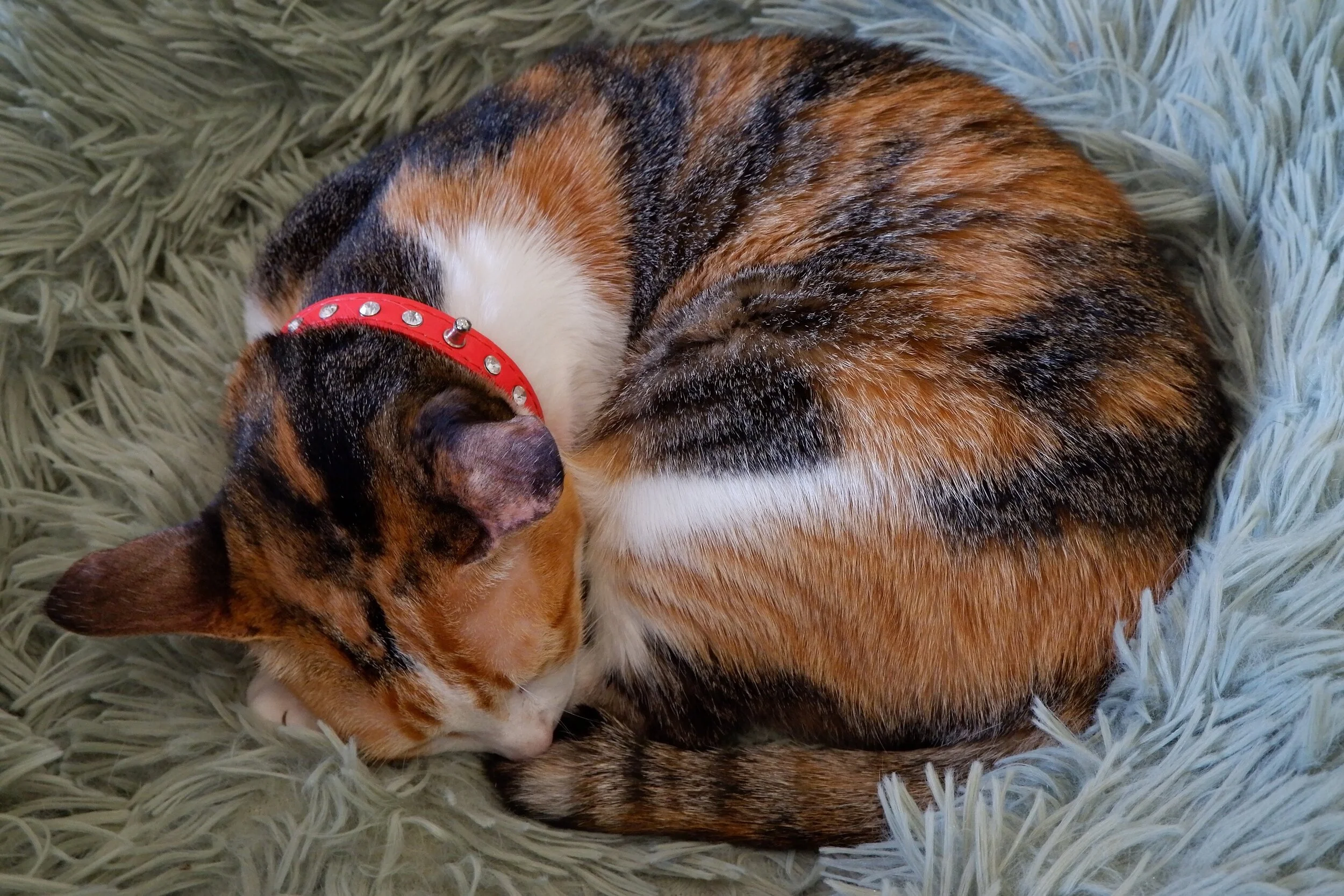 DSCF2432.jpg