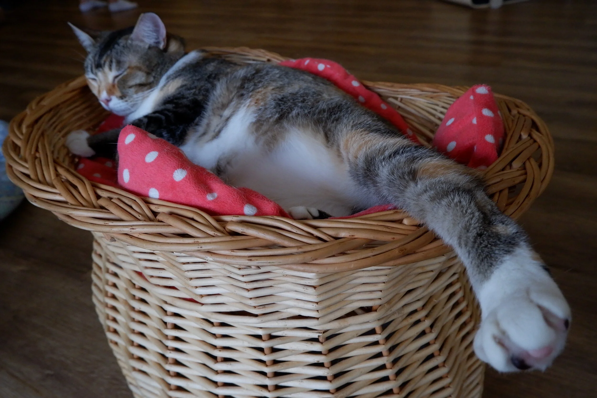 DSCF2413.JPG