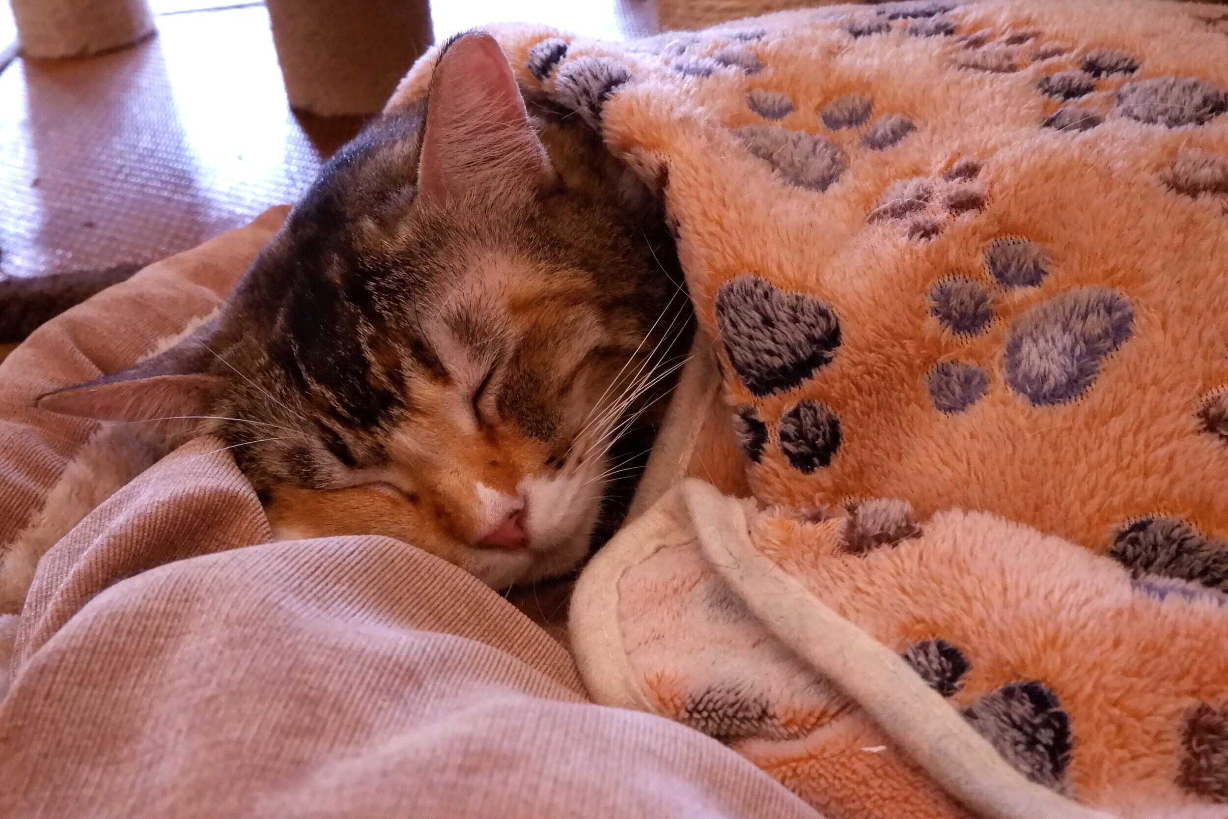 DSCF2487.jpg