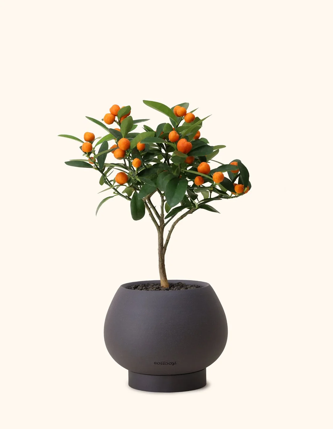 Citrus-Tree_Orb-Planter-charcoal.jpg