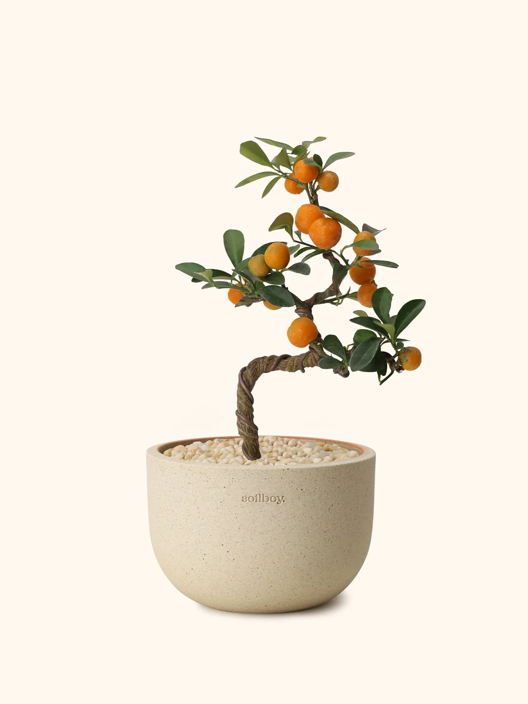 Mini-Citruc-Bonsai-obj02.jpg