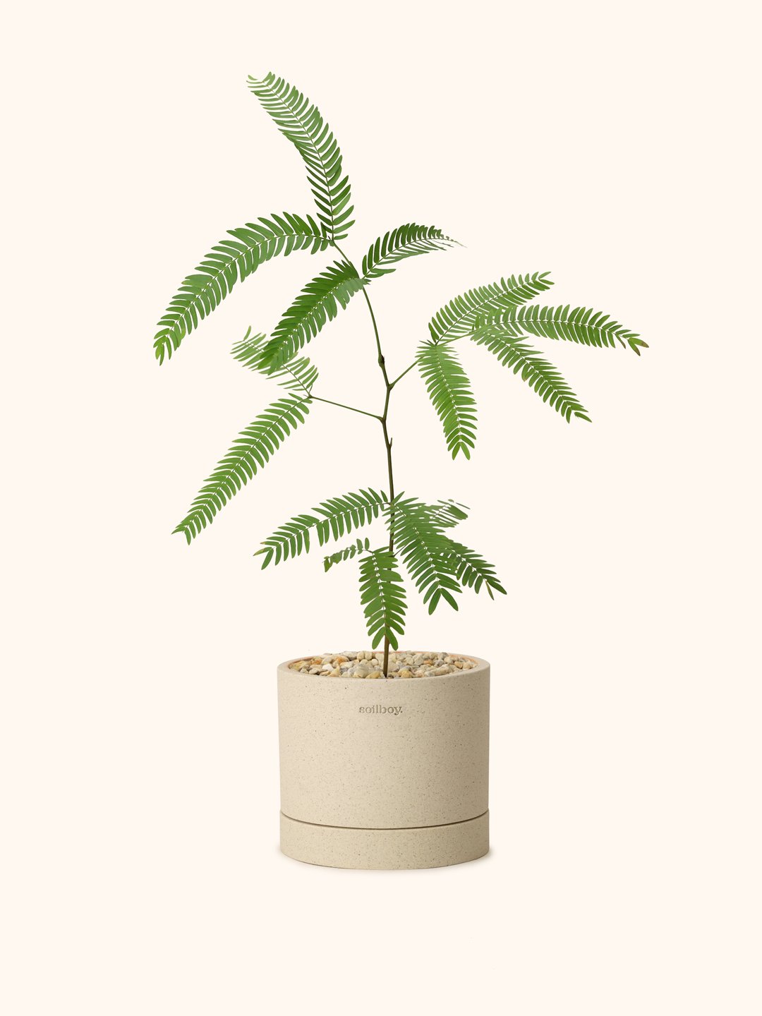 Everfresh Tree