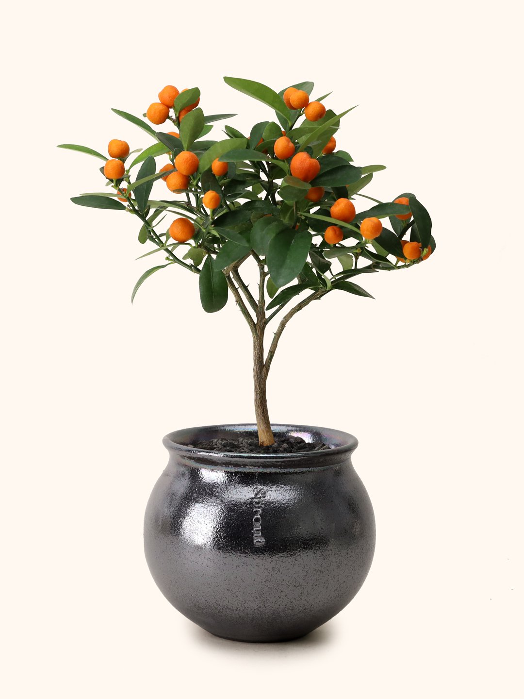 Citrus-Bishop-super-pearl-charcoal-moon.jpg