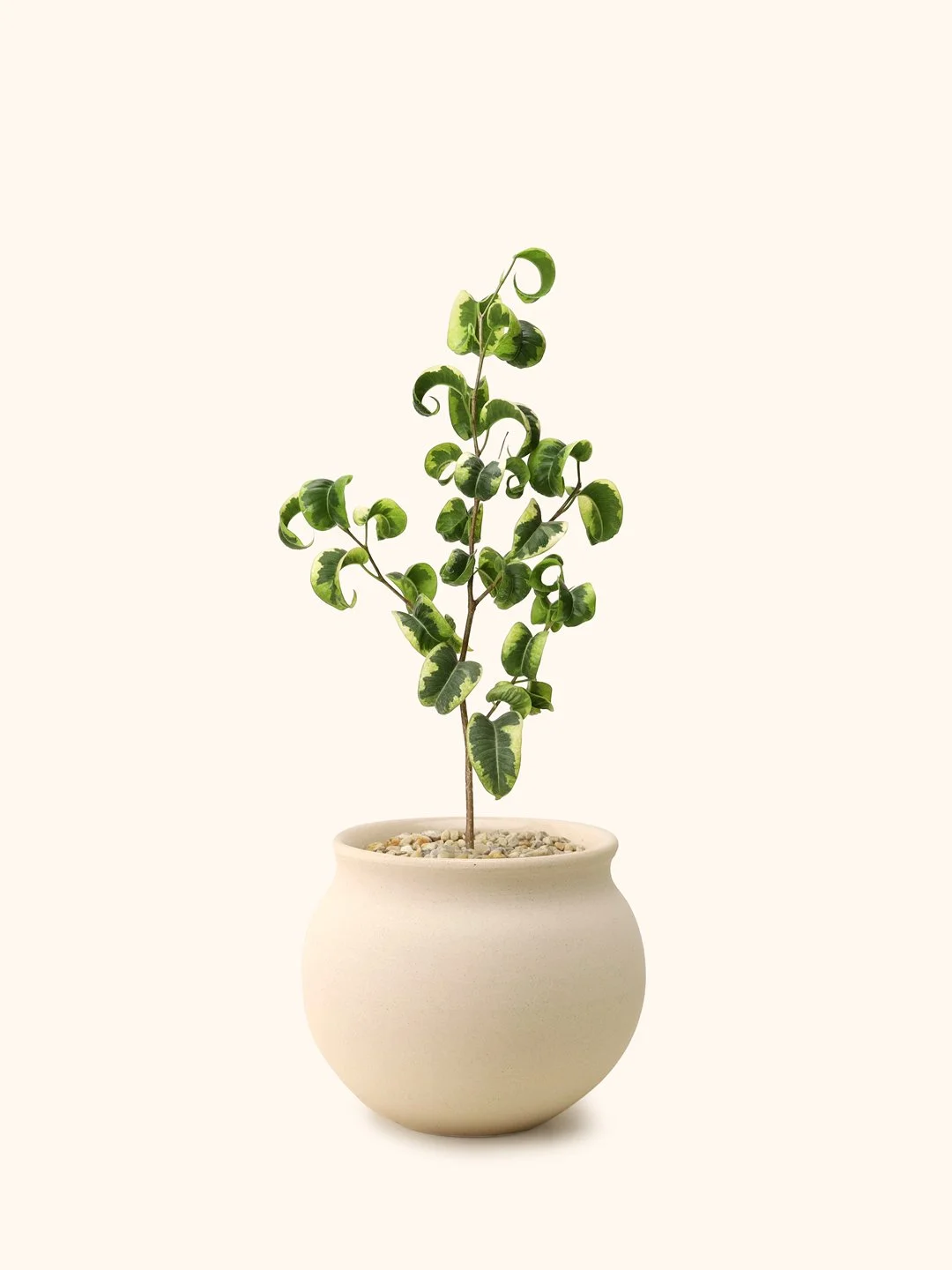 Var-Ficus-Benjamina-Moon-OW.jpg