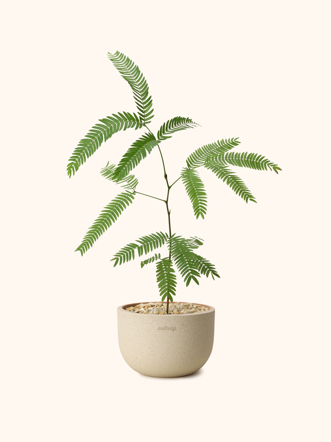 young-everfresh-obj02.jpg