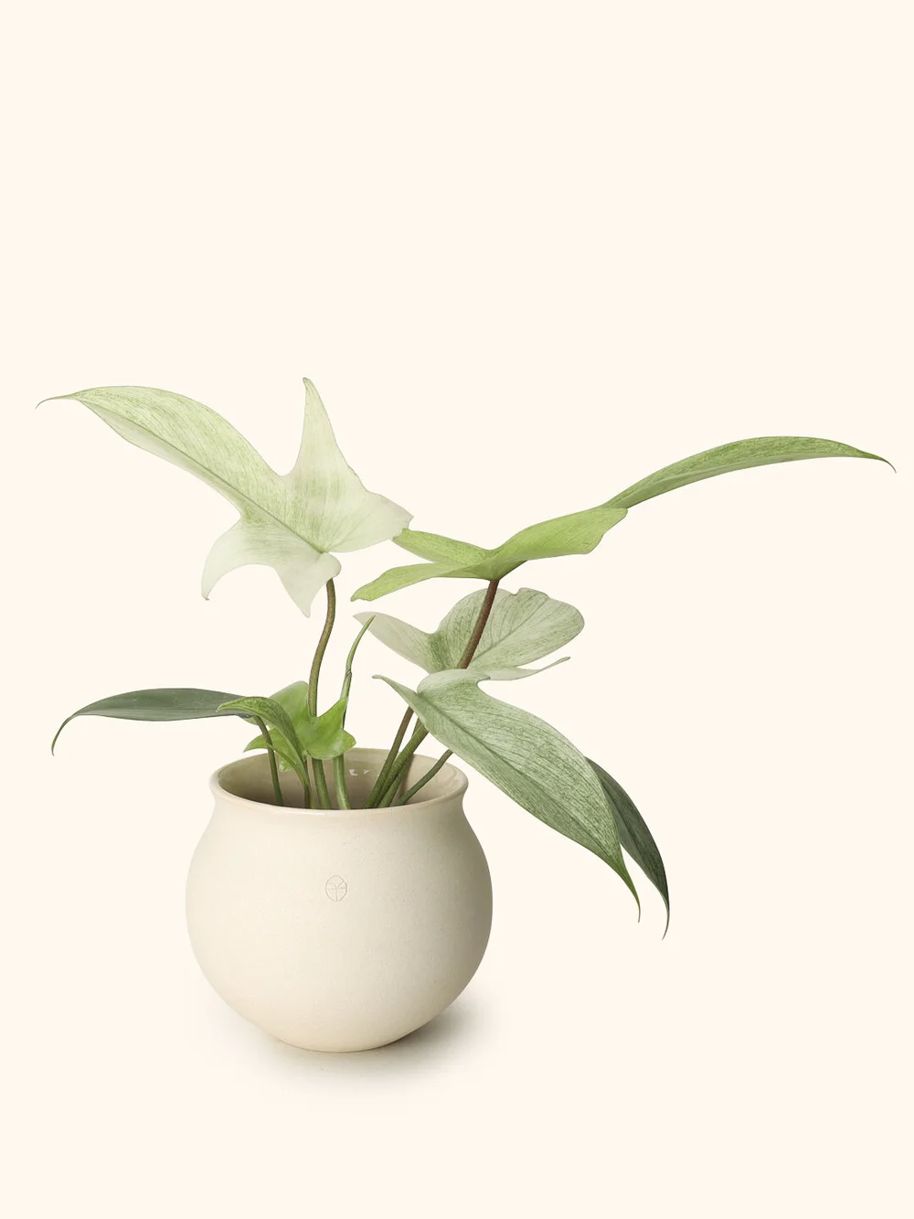 Philodendron Florida Ghost Mint Soilboy