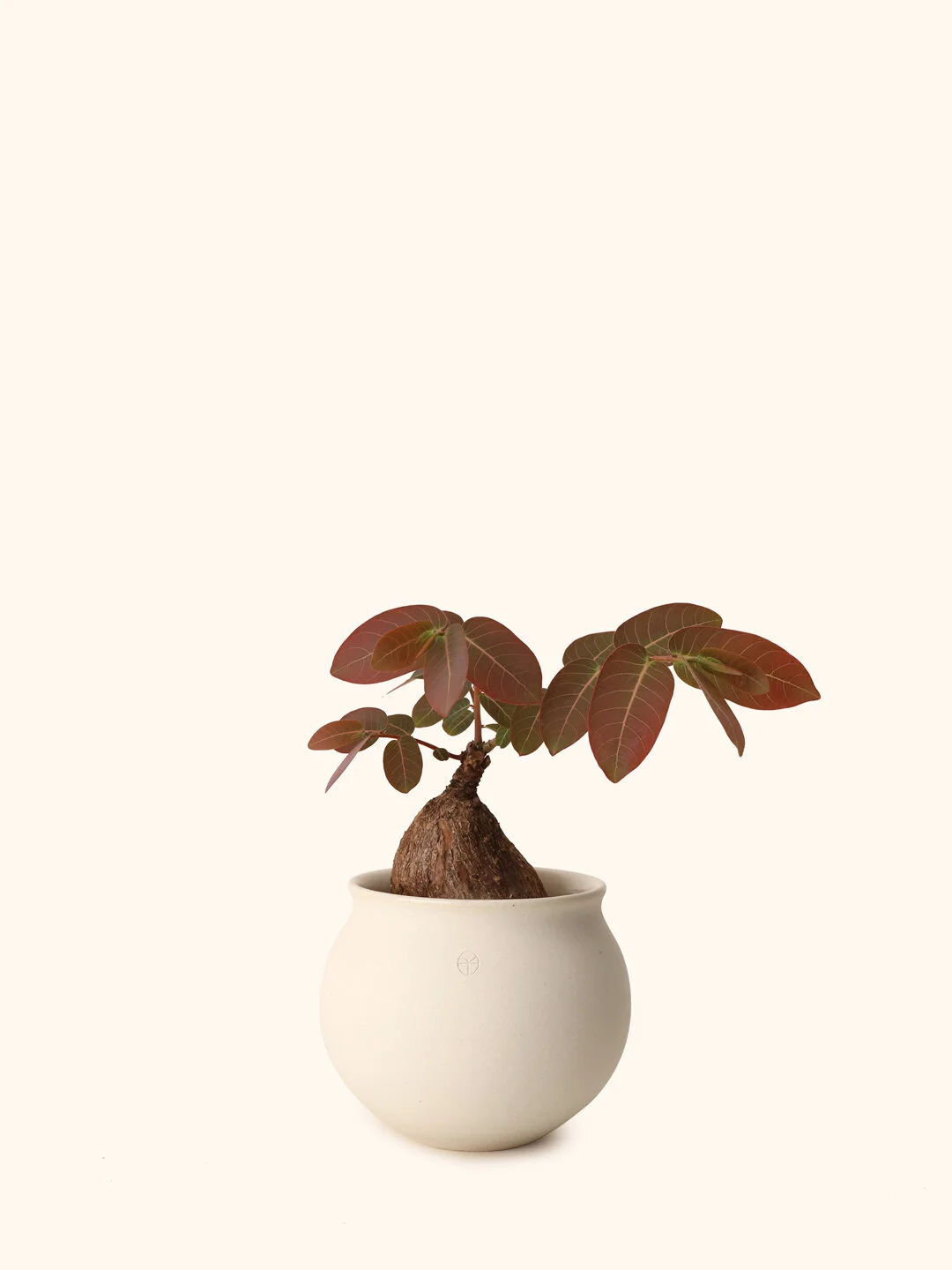 Phyllanthus Mirabilis