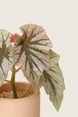 Begonia Looking Glass Soilboy