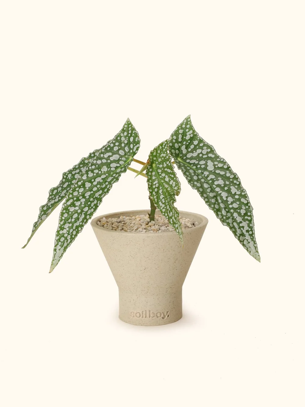 Begonia White Ice Soilboy