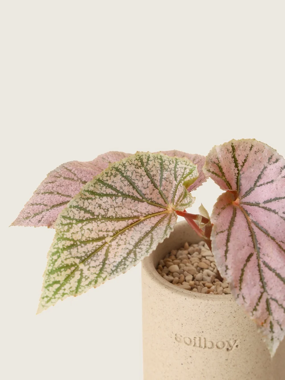 Shop Our New Plant Collection Now Soilboy