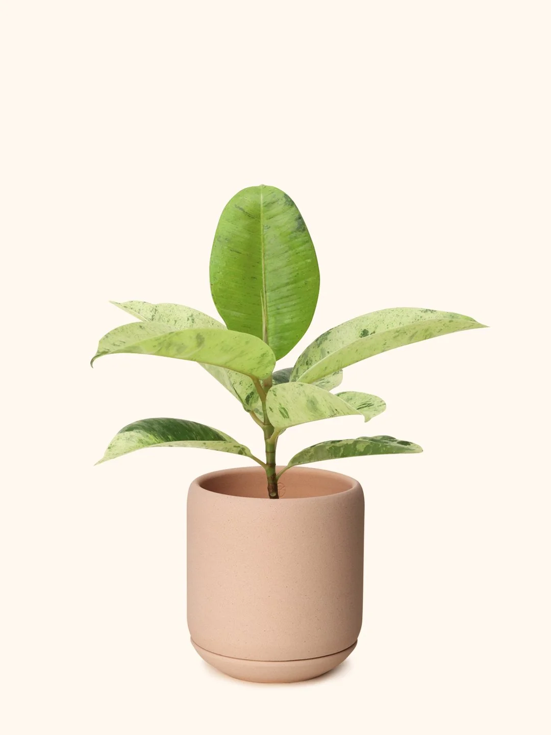 Ficus Shivereana ‘Moonshine’