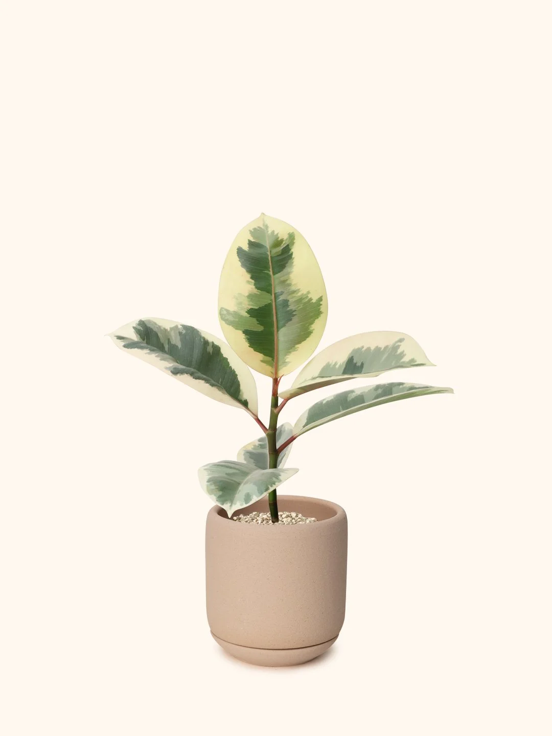 Ficus Elastica