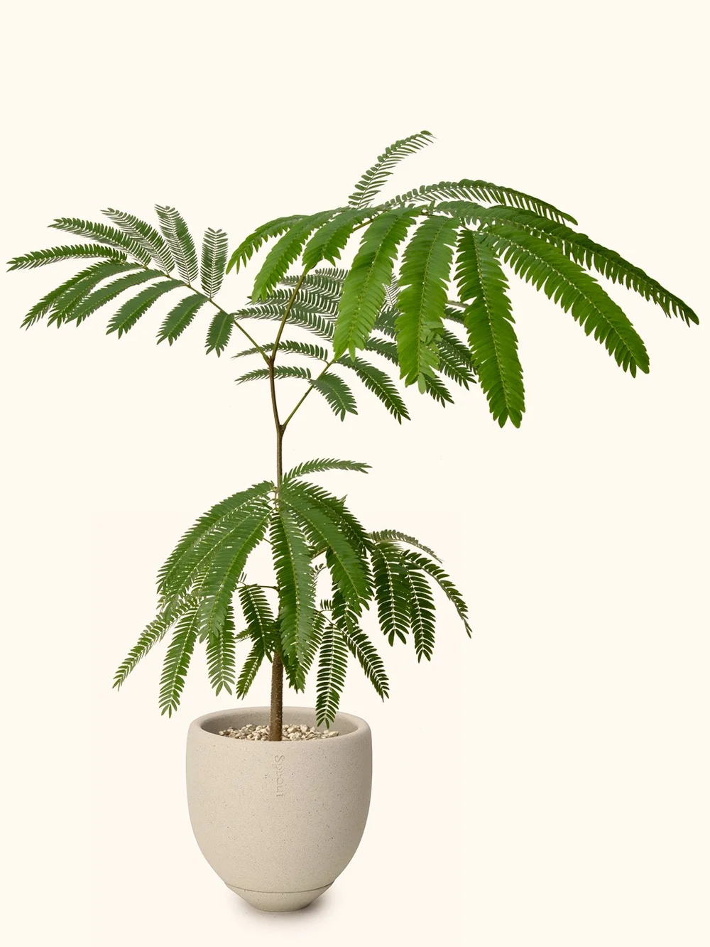 Everfresh Tree (Pithecellobium Confertum)  Soilboy