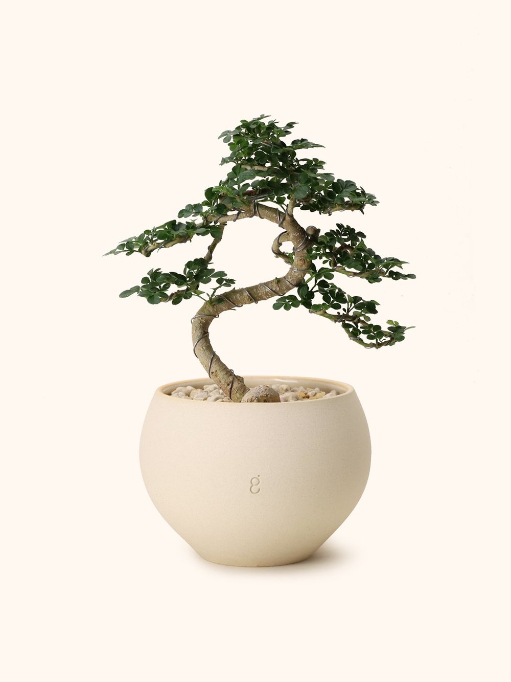 Feroniella Bonsai  Soilboy