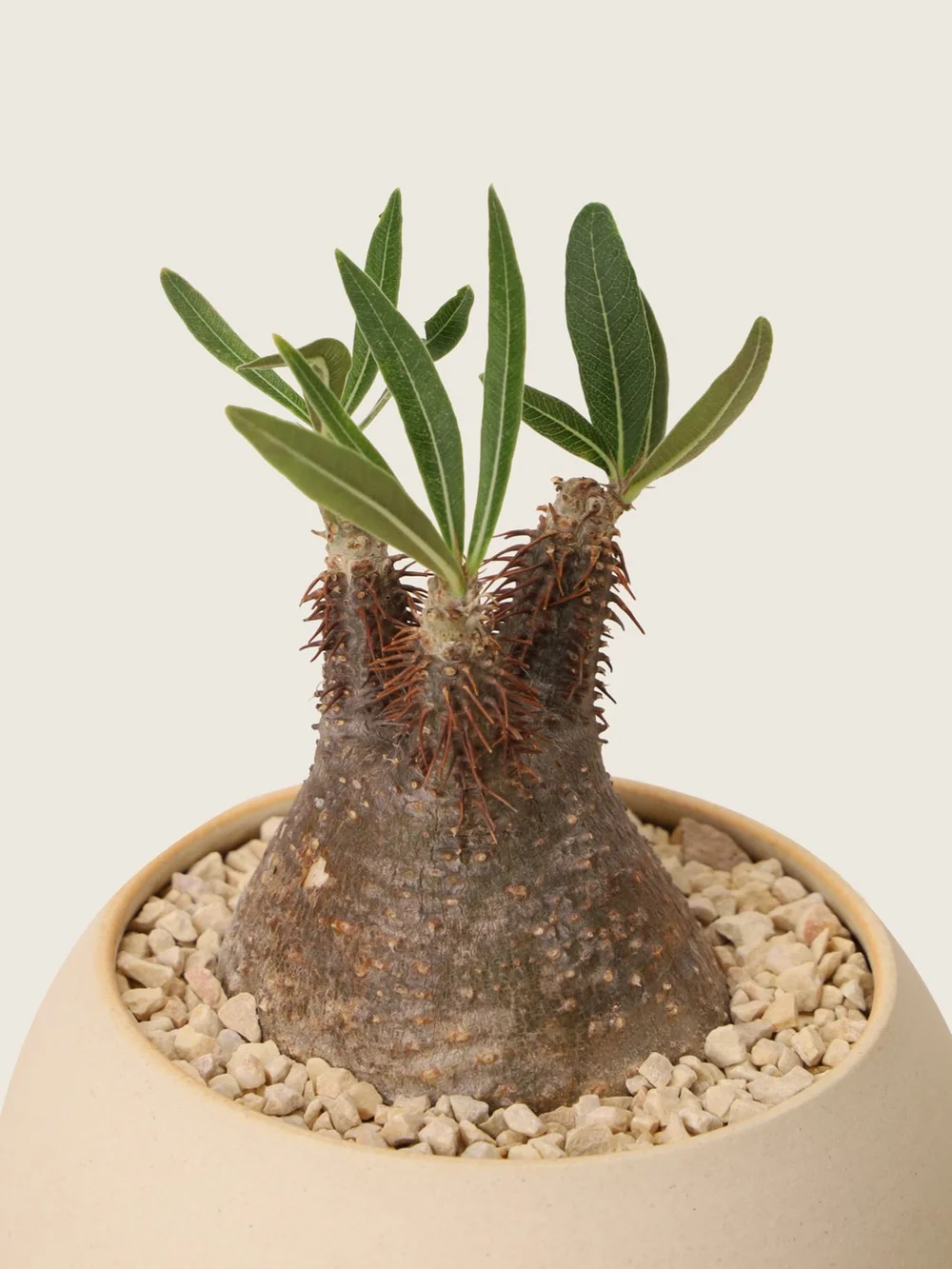 Pachypodium Gracilius — Soilboy 