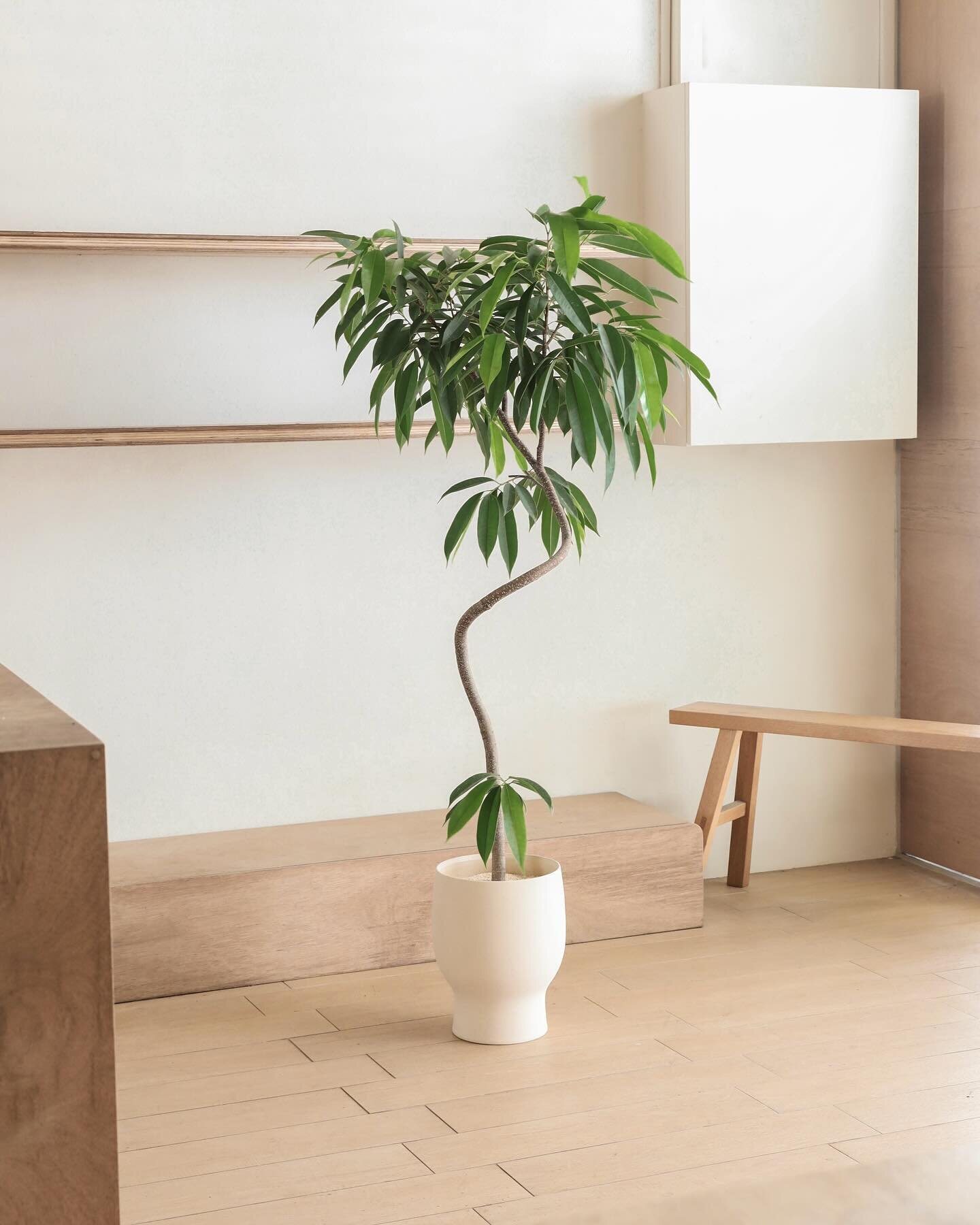 🌿✨ They&rsquo;re back! Our amazing floor-sized plants from Japan are in stock again, ranging from 1.2m to 2m tall. 👉🏻 Swipe to see these elegant centerpieces paired with @sprout______ handmade planters to elevate your living spaces.

They are excl
