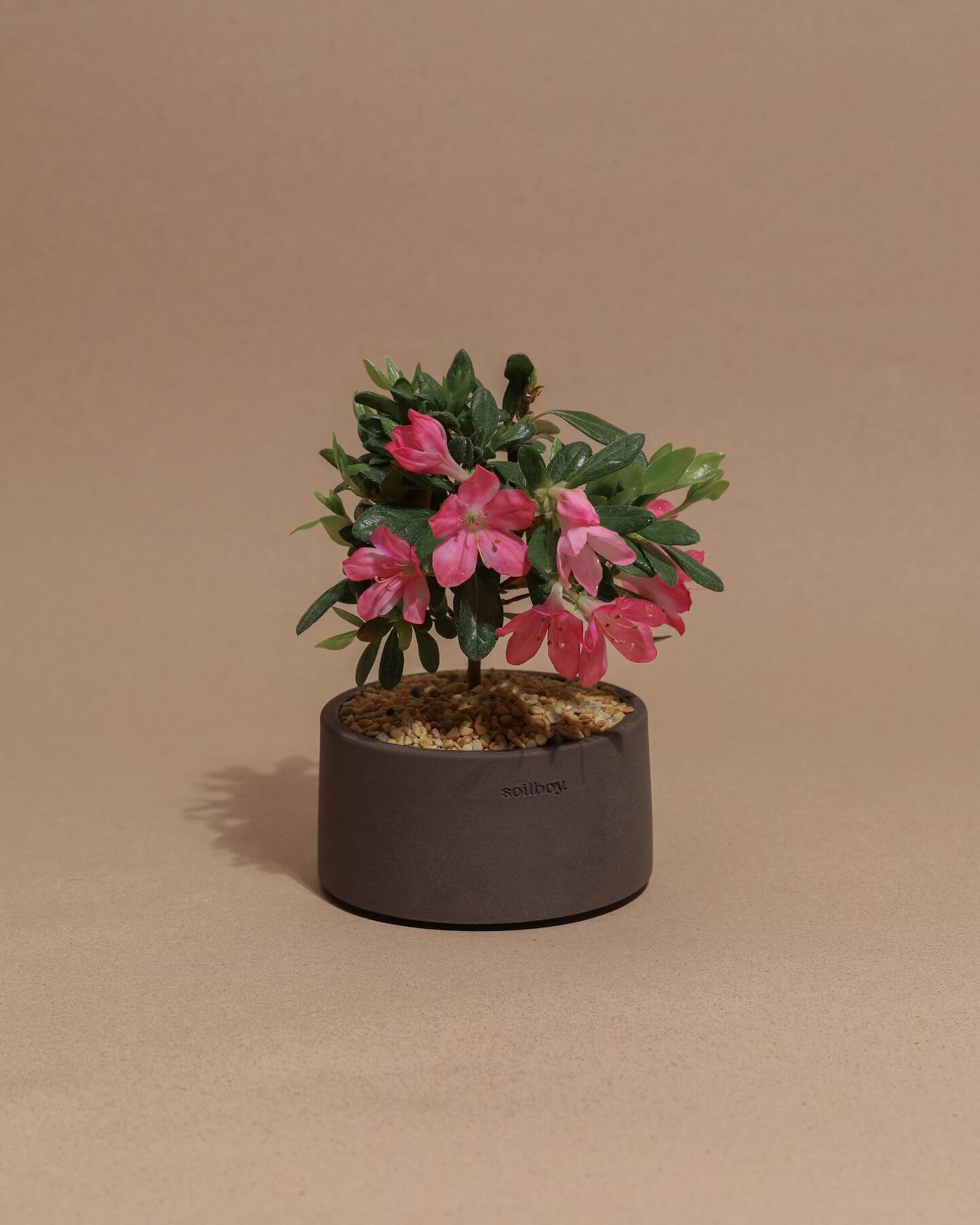 The Japanese Azalea Bonsai, a small evergreen shrub with vibrant pink or white flowers. They blooms from late March to early June, announcing the arrival of Spring! 🌸🌿 

Exclusively in handmade planters in South Korea 🇰🇷

#bonsai #plants #plantso