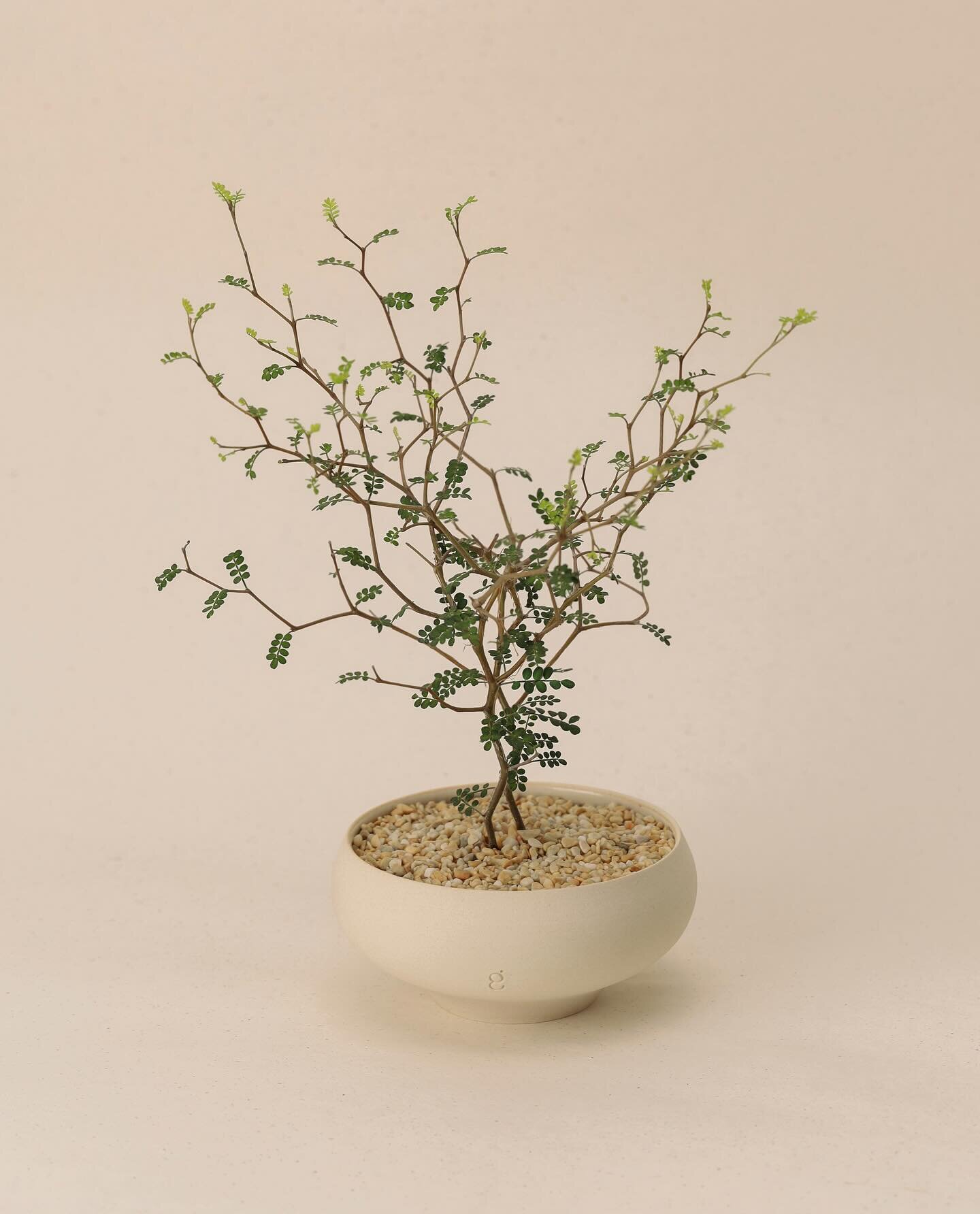 Sophora prostrata &lsquo;Little Baby&rsquo; from Japan remains one of our most iconic plant ever since we started. Slow-growing and stunning, this plant can be grown in direct sunlight, maintaining its adorable small leaves! 🌿

Featuring @__gaonyou_