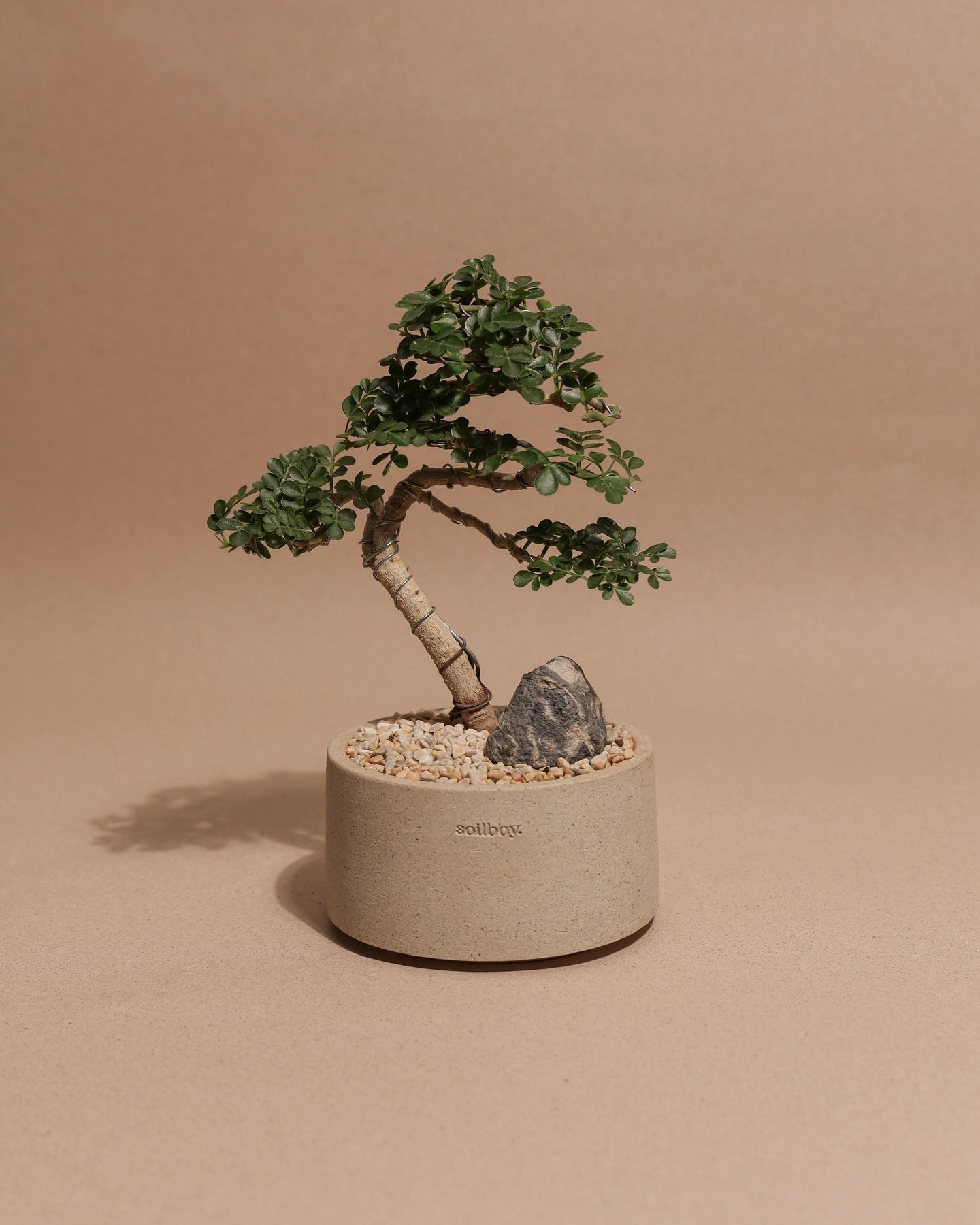 Feroniella Bonsai, it is one of the easiest to maintain in our bonsai series. With slow but steady growth, it&rsquo;s essential to prune frequently to keep its leaves small. 

Now available online and in store. 

Potted in Soilboy Flat Planter
Handma